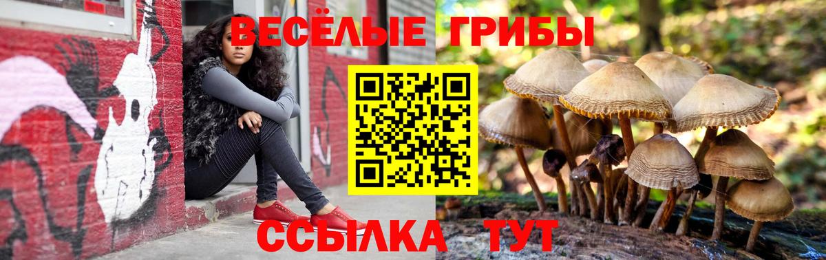 Псилоцибиновые грибы Psilocybine cubensis Усинск